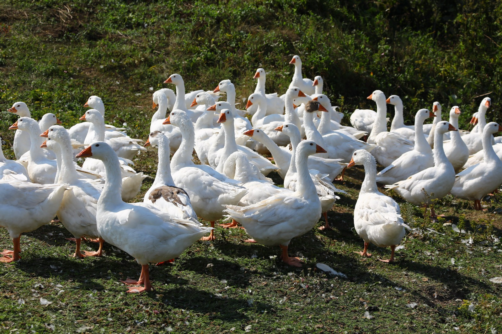 Казахстан получил миллионы яиц из Башкирии для выведения птицы
