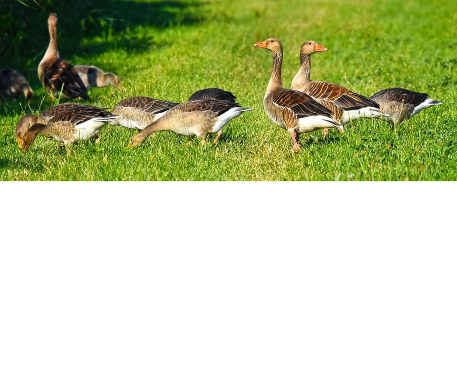 В Благоварском районе из-за птичьего гриппа уничтожат около 100 тысяч голов птиц