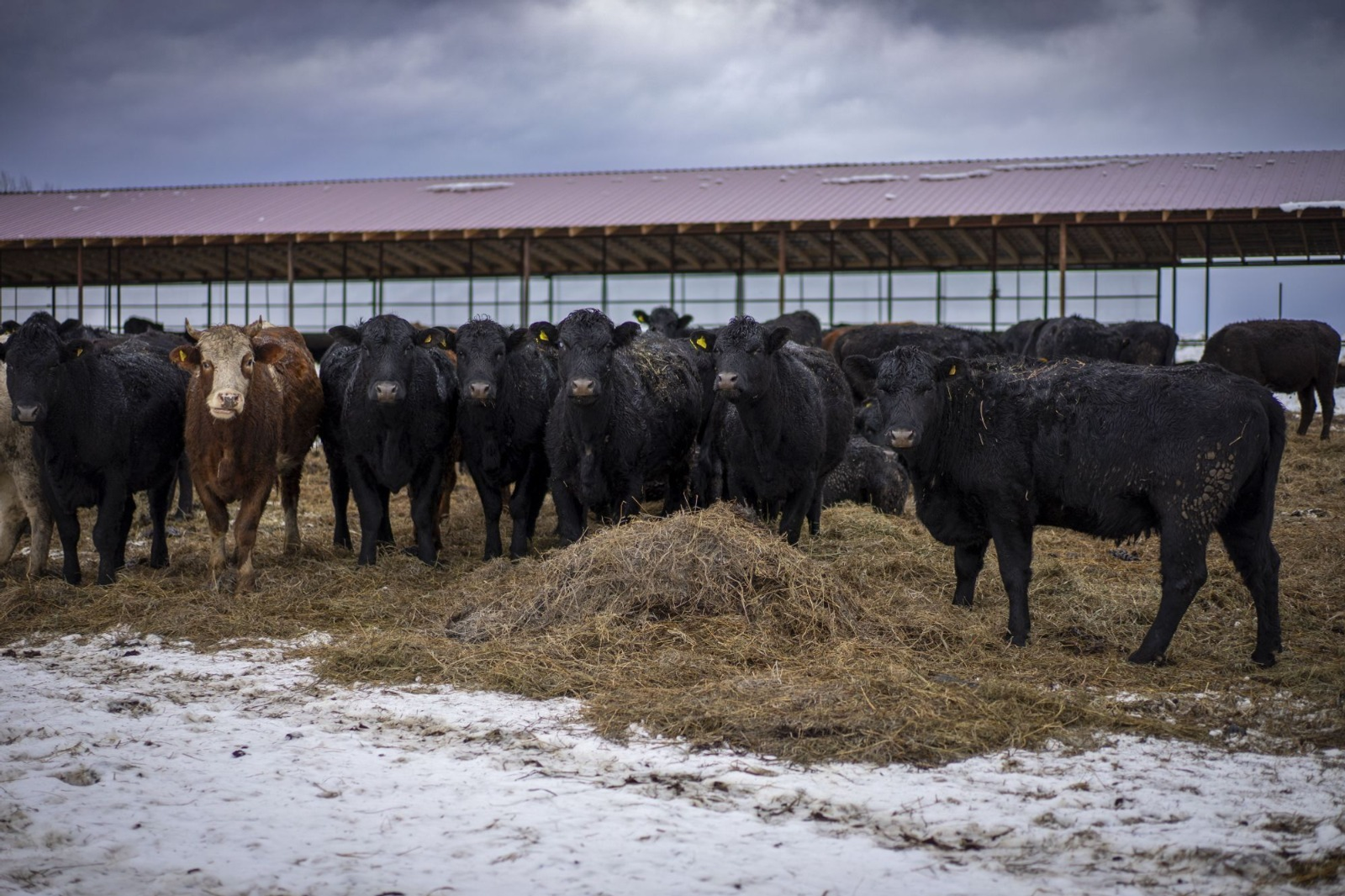 В Башкирии в скором времени увеличится производство мяса