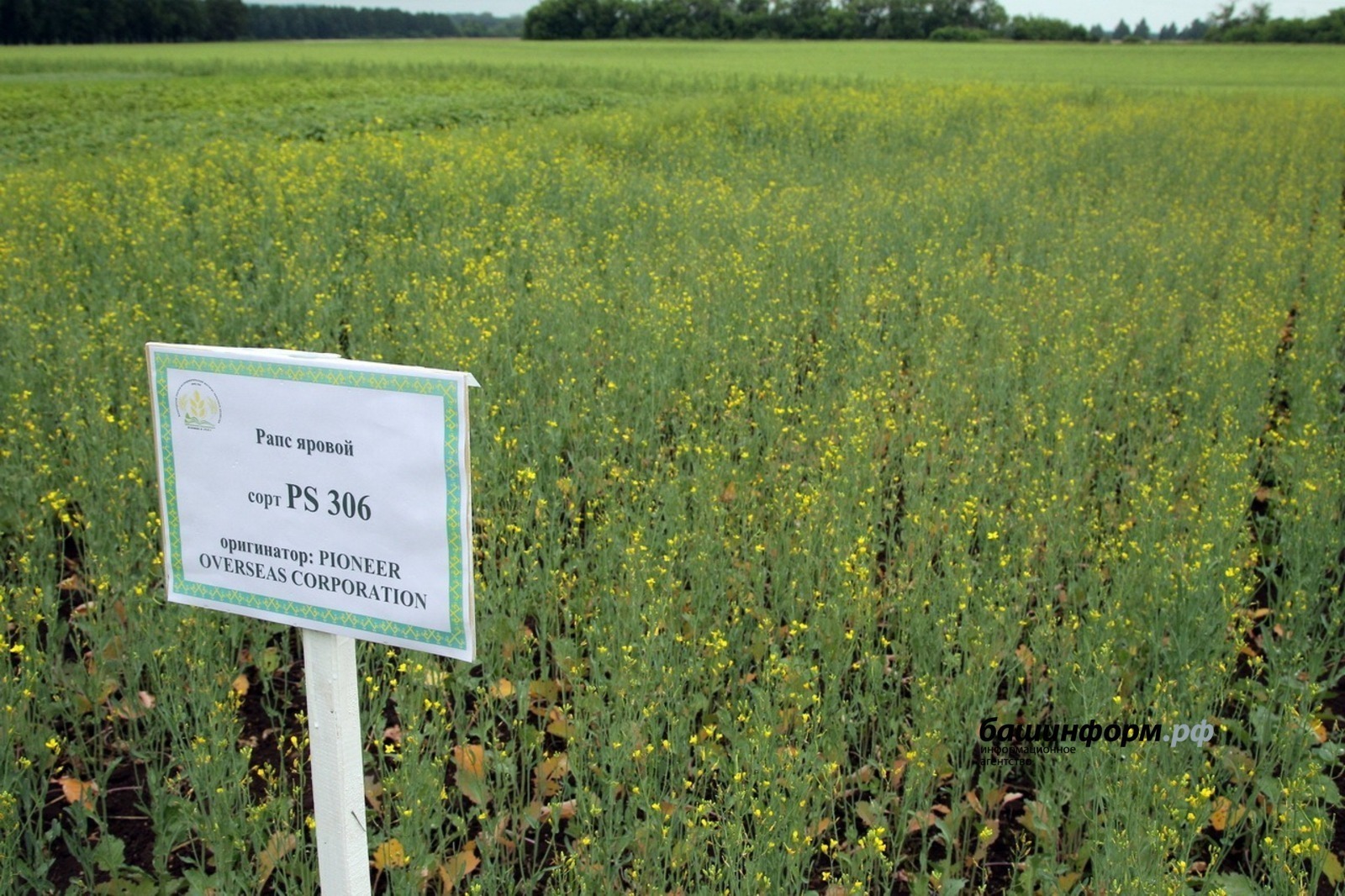 Башкирское рапсовое масло завоевывает китайский рынок