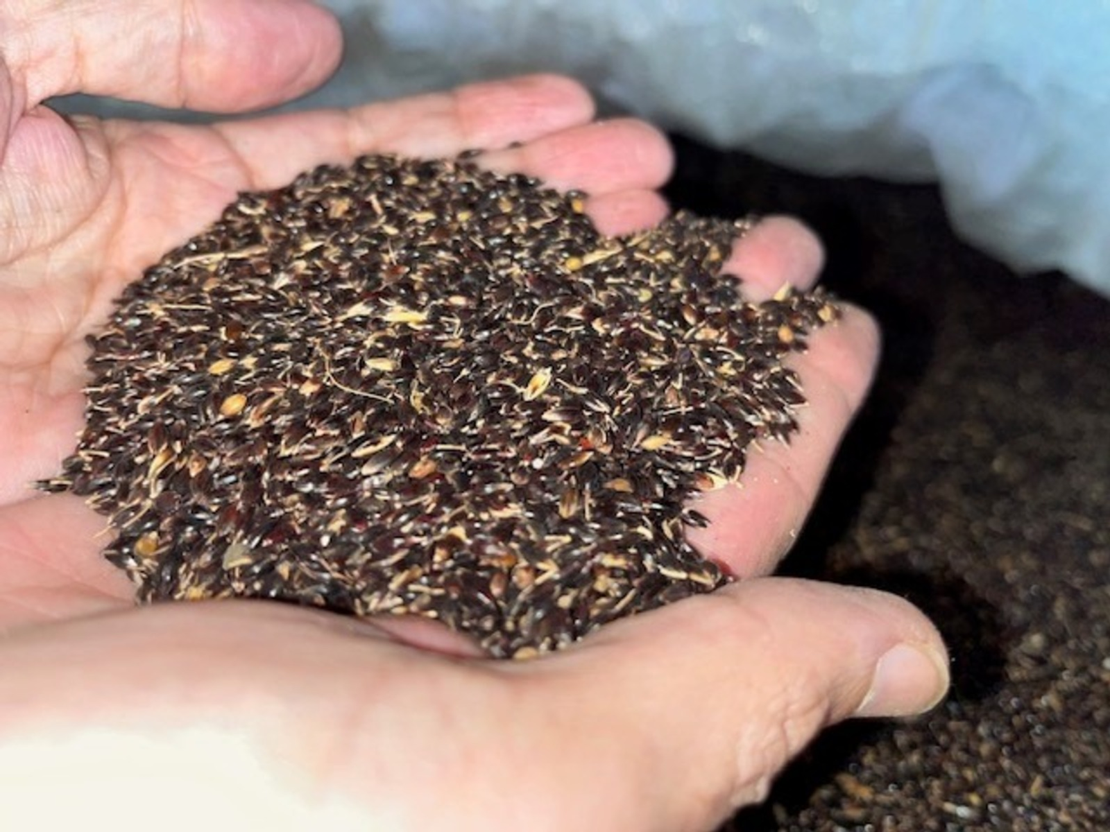 Башкирия увеличила экспорт семян сельхозкультур за рубеж