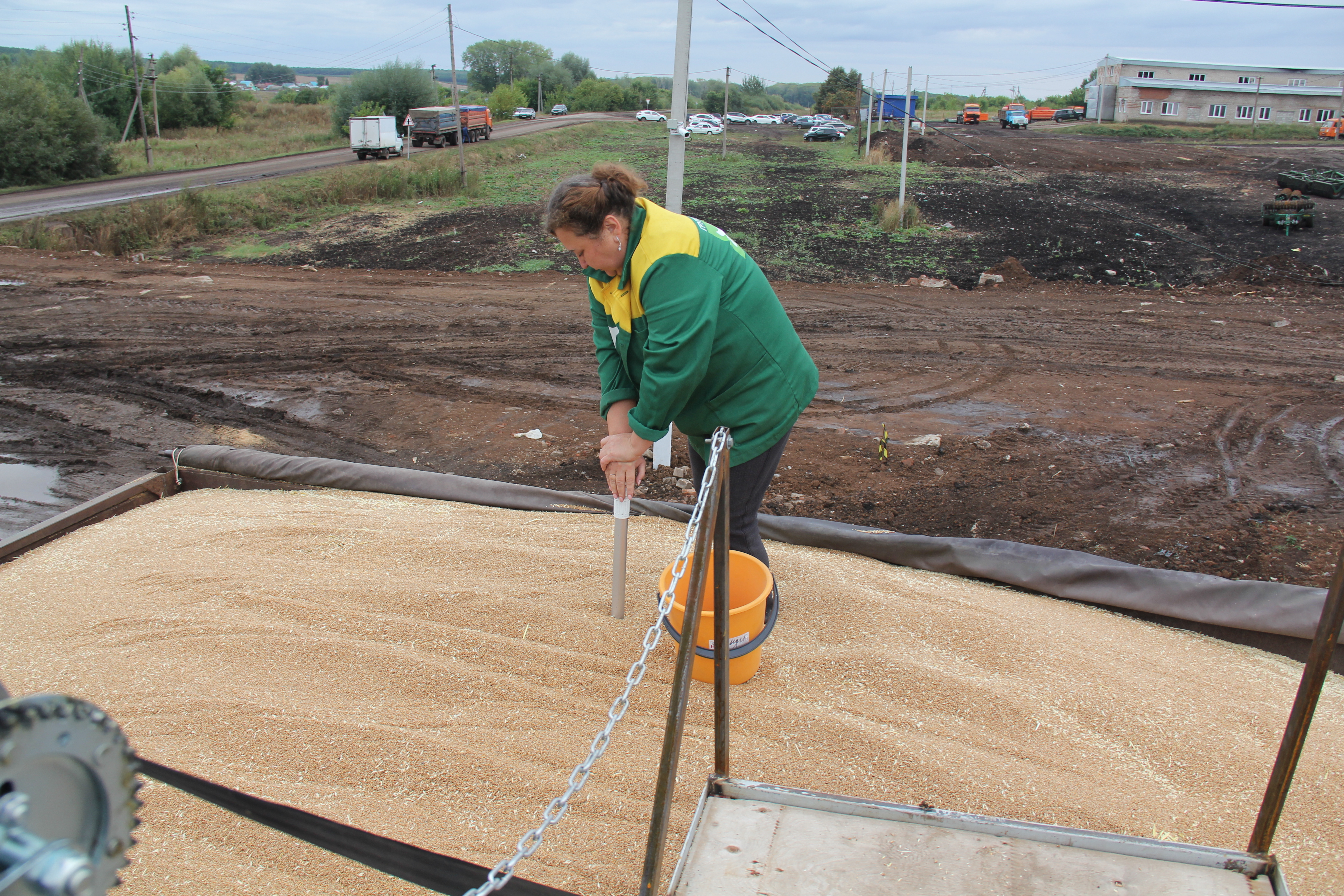 В Чишминском районе урожай пшеницы радует аграриев