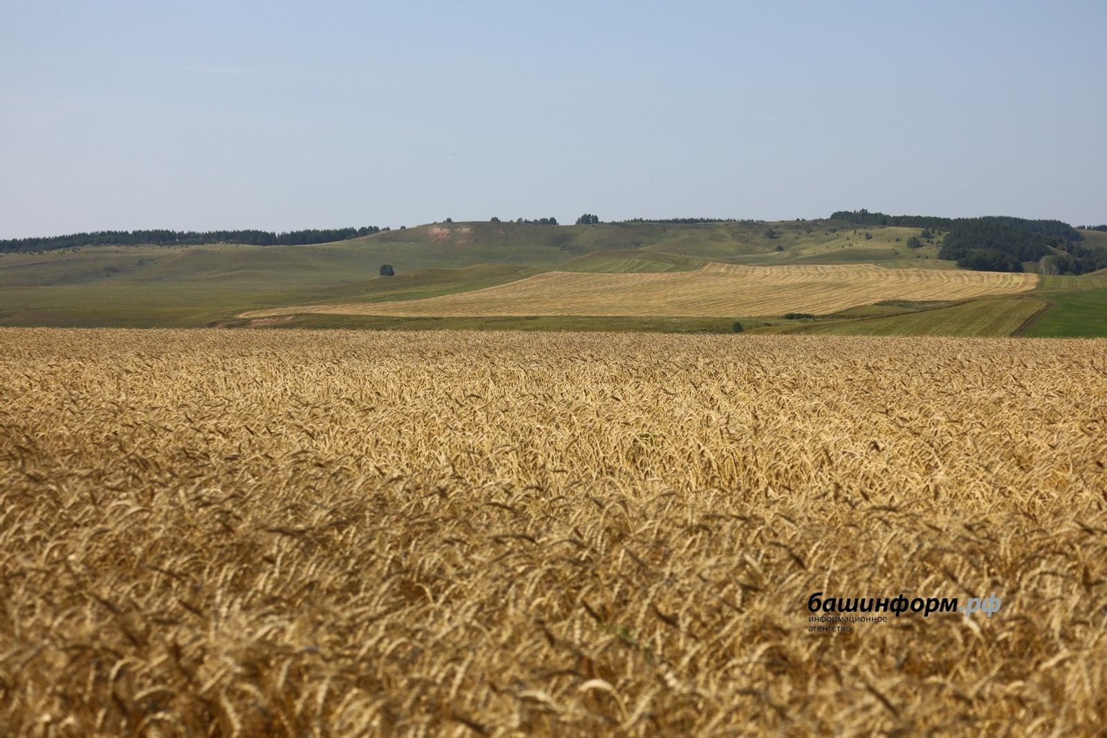 Башкирская пшеница отправилась на поля Казахстана