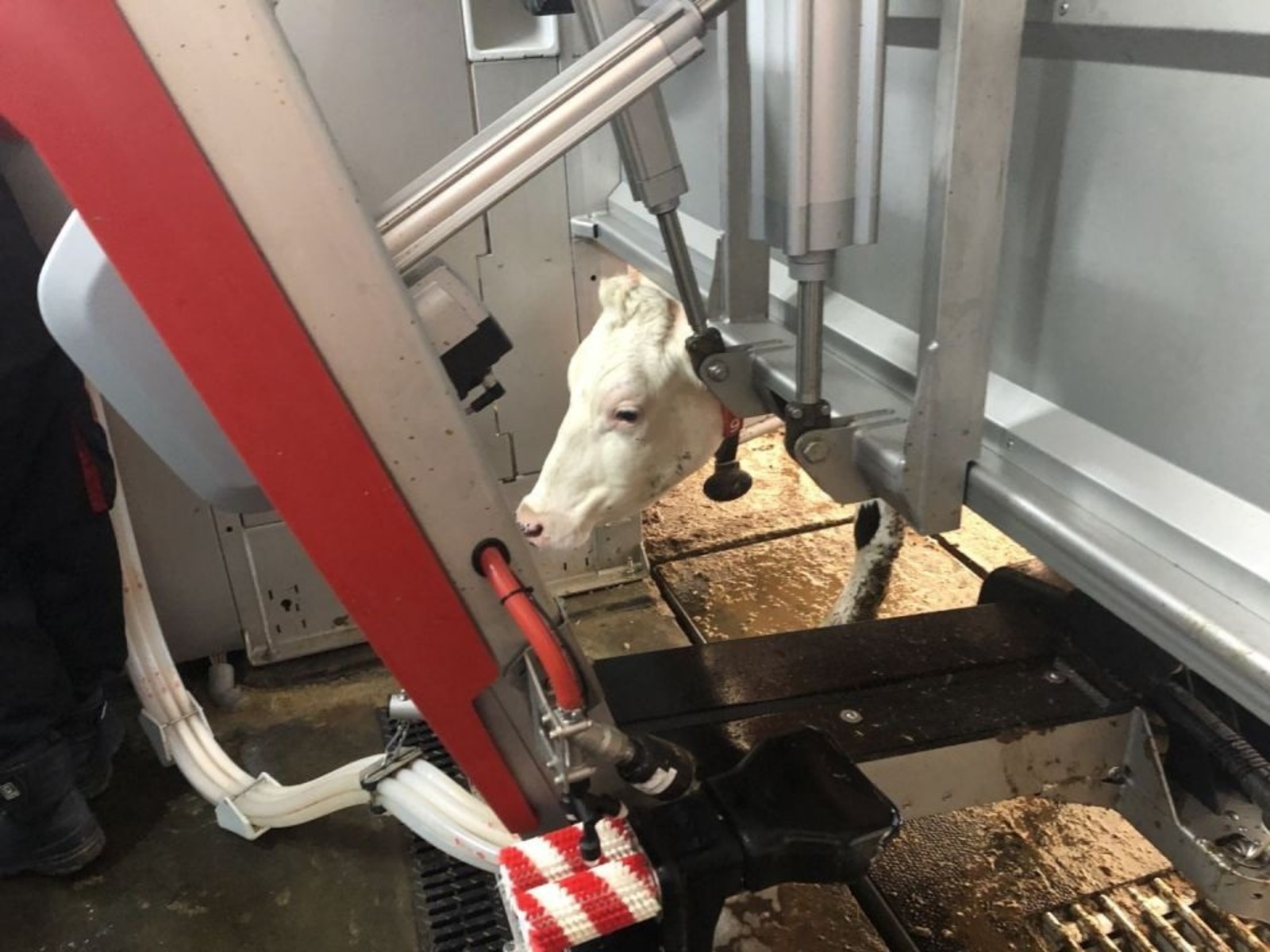 Молочное животноводство Башкирии получит ещё 20 робототехник