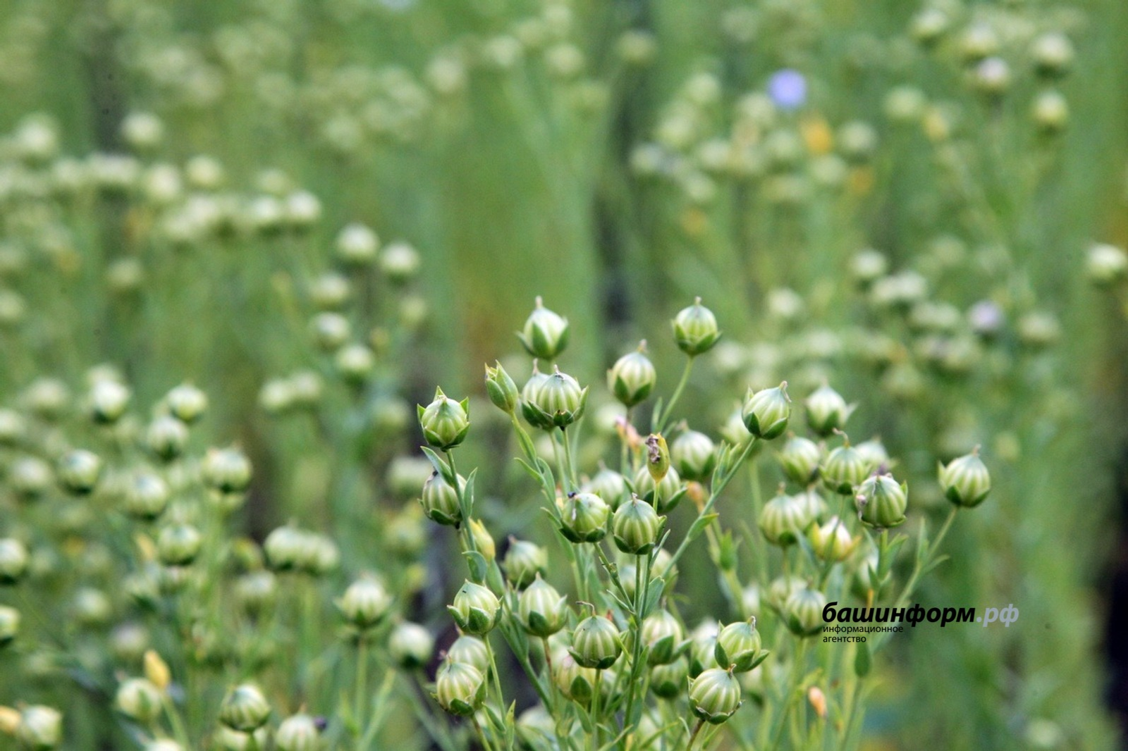 Башкирский лён пользуется большим спросом за рубежом