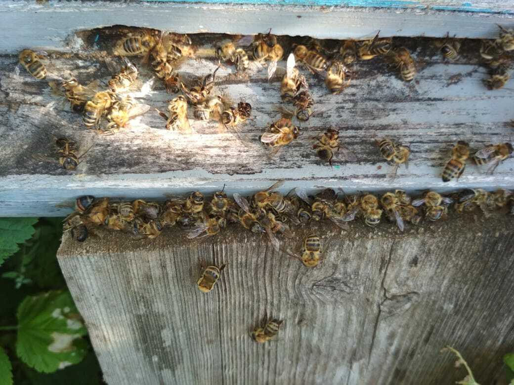 В Чишминском районе зарегистрирована массовая гибель пчел