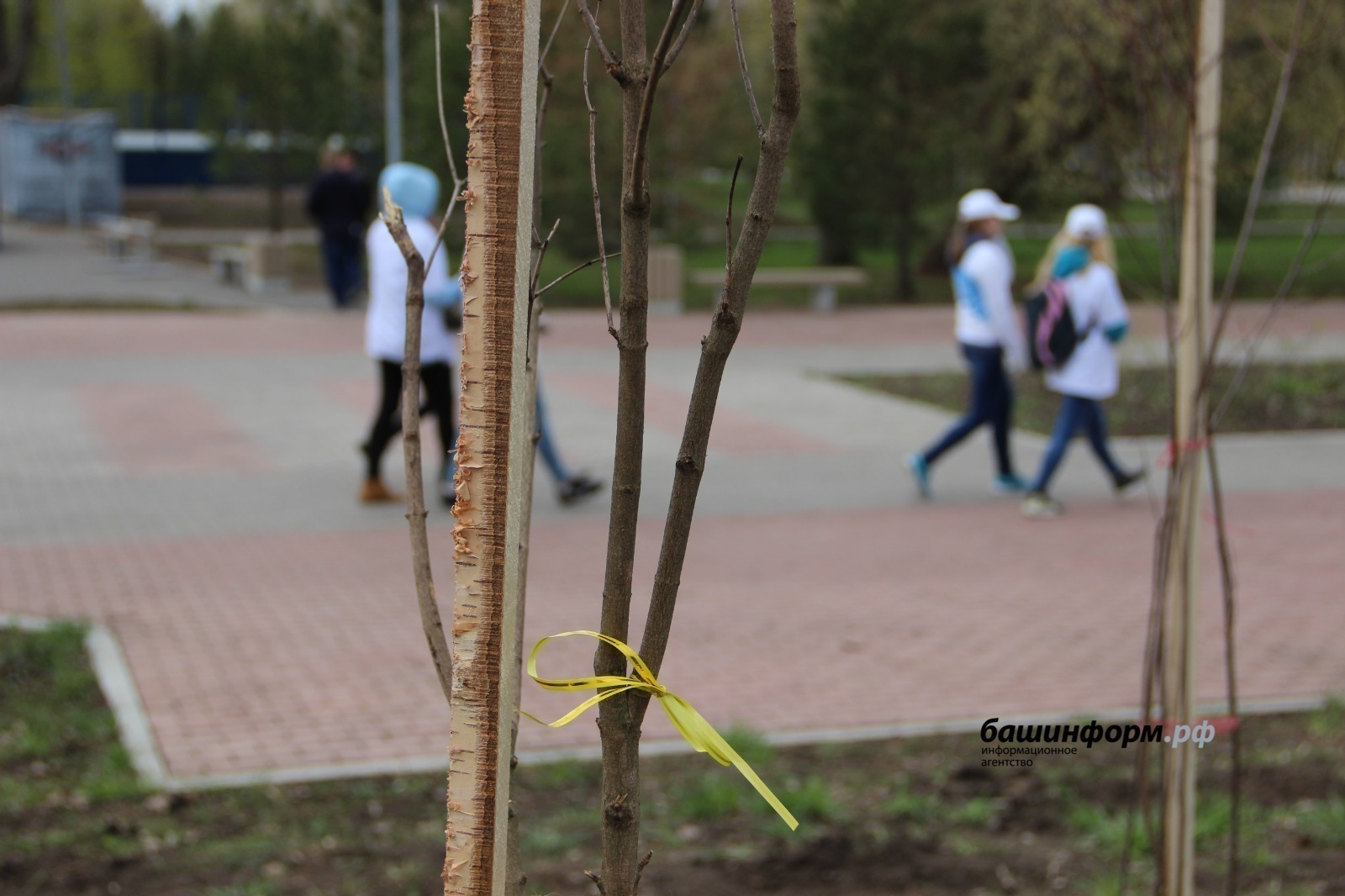 Башкирия стала лидером акции «Сад Памяти»