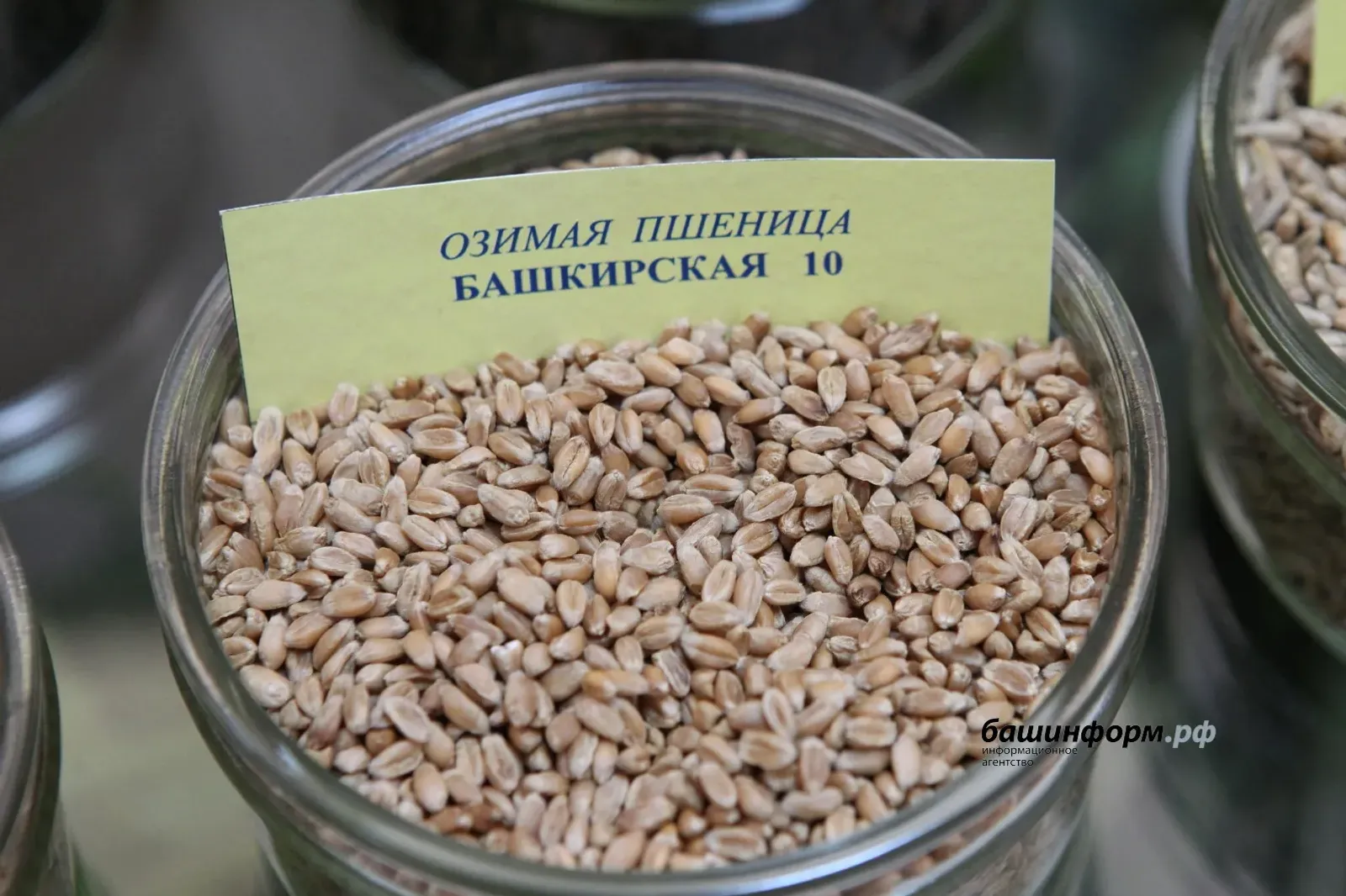 Башкирия удвоила экспорт семян
