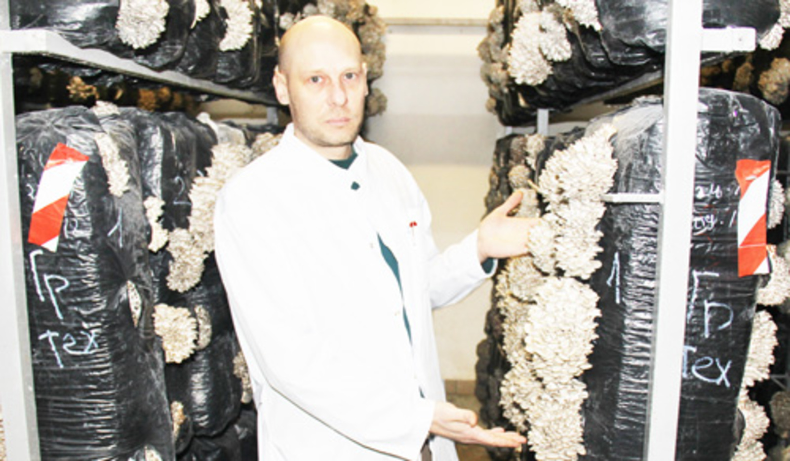 Главный технолог Александр Орлов: вот так мы выращиваем грибы.