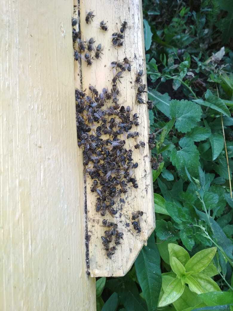 В Чишминском районе зарегистрирована массовая гибель пчел