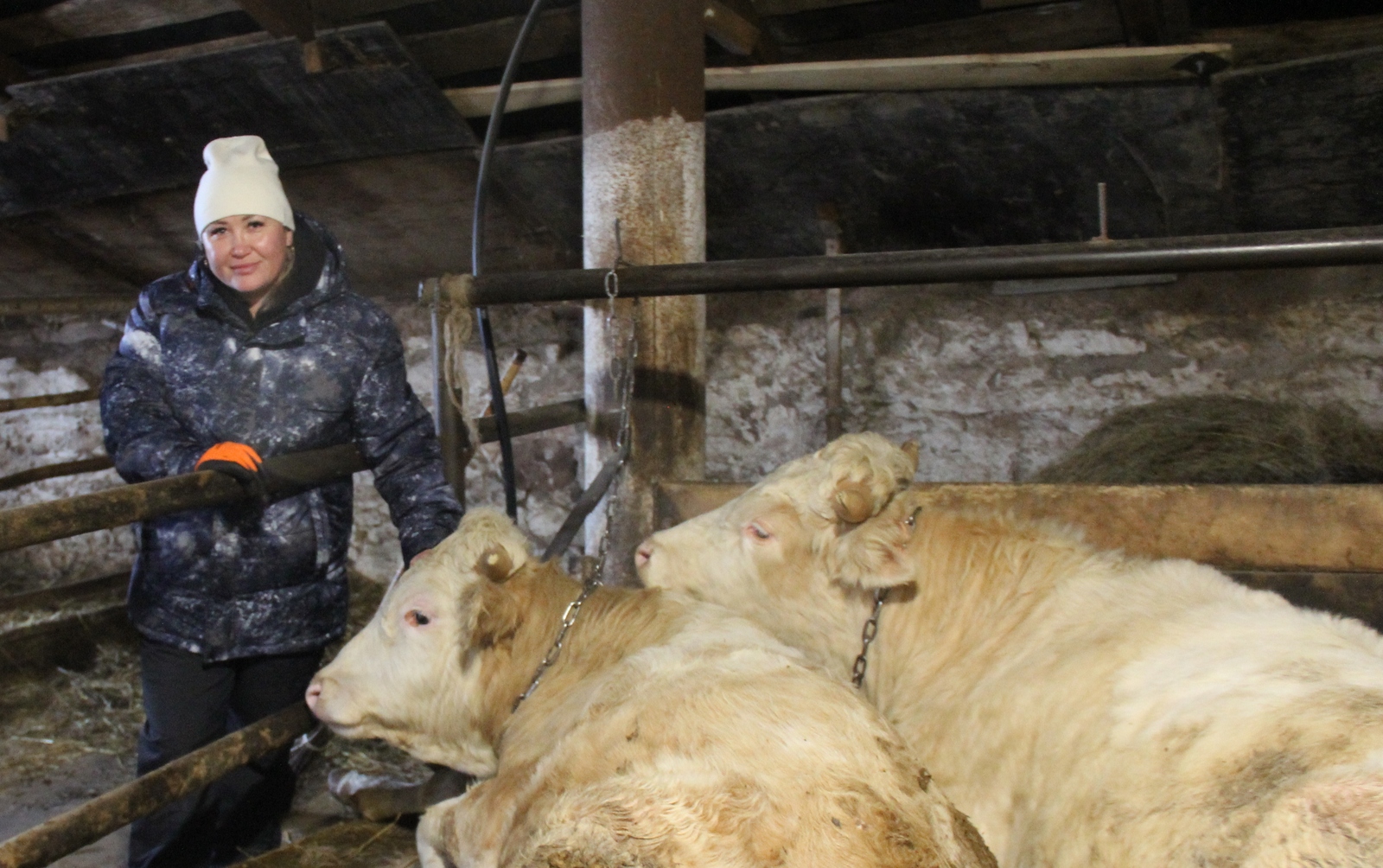 В Чишминском районе фермер успешно занимается откормом скота