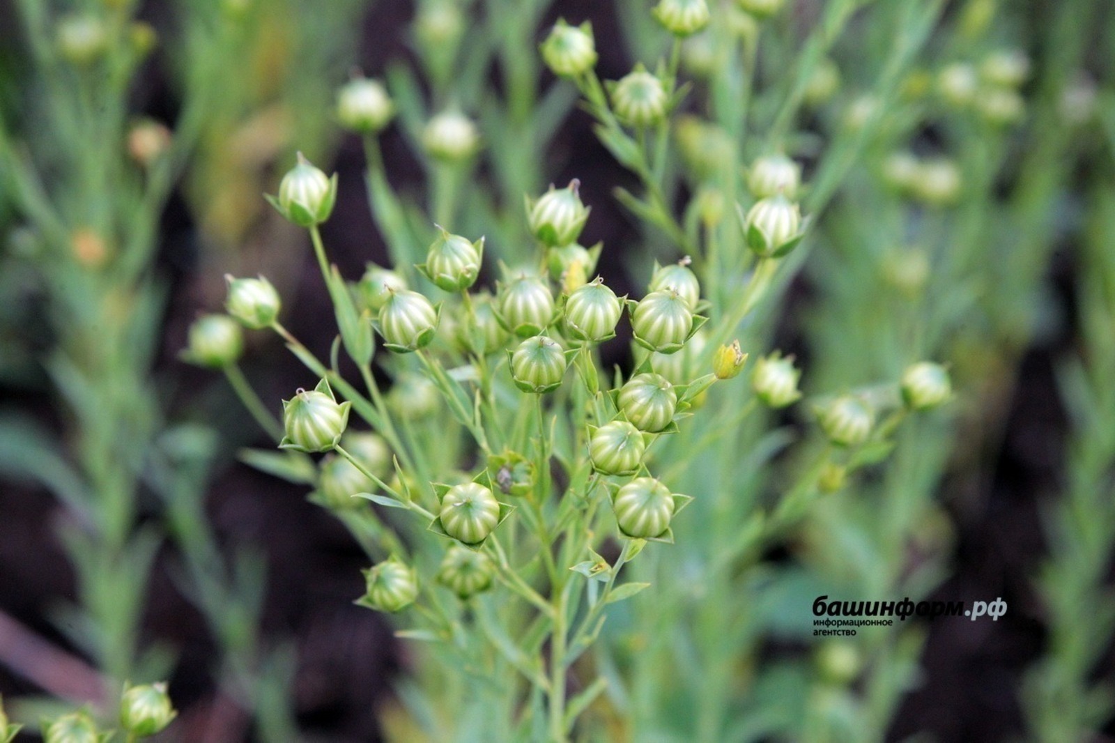 Экспорт семян из Башкирии значительно вырос