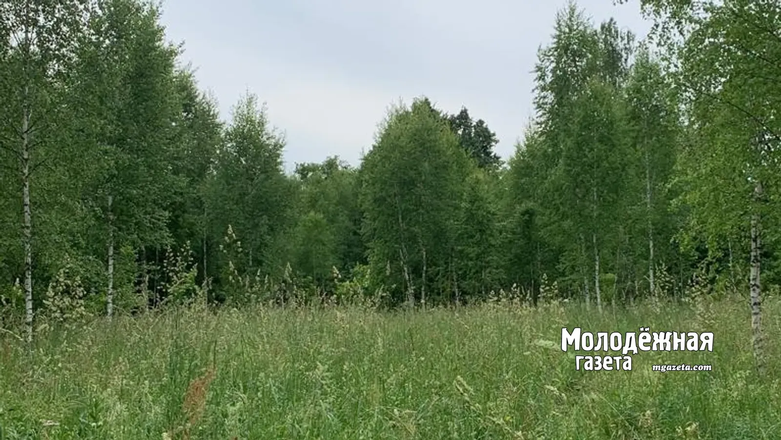 В Башкирии введены строгие меры против лесных пожаров