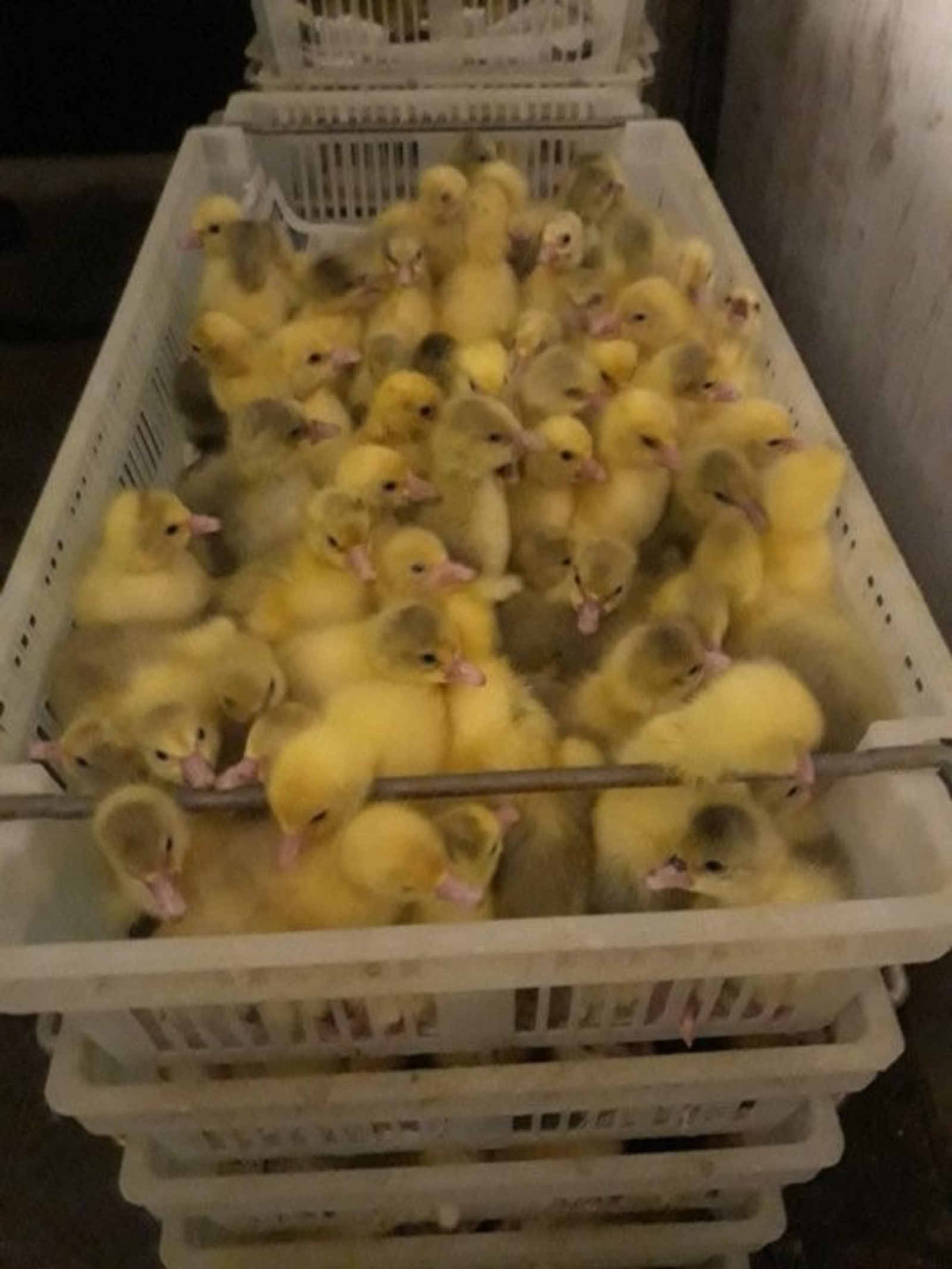 Башкирия увеличила экспорт молодняка птицы в страны Таможенного союза