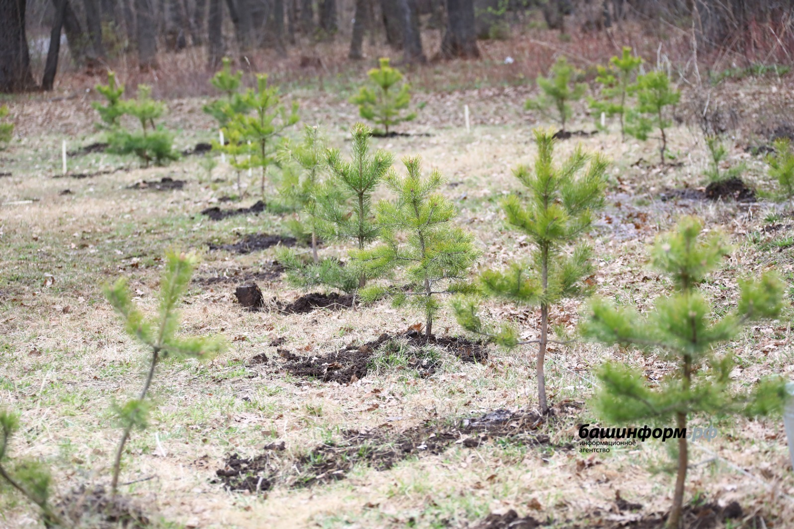 Лесовосстановление в Башкирии в 2026 году превысит 13 тыс. га