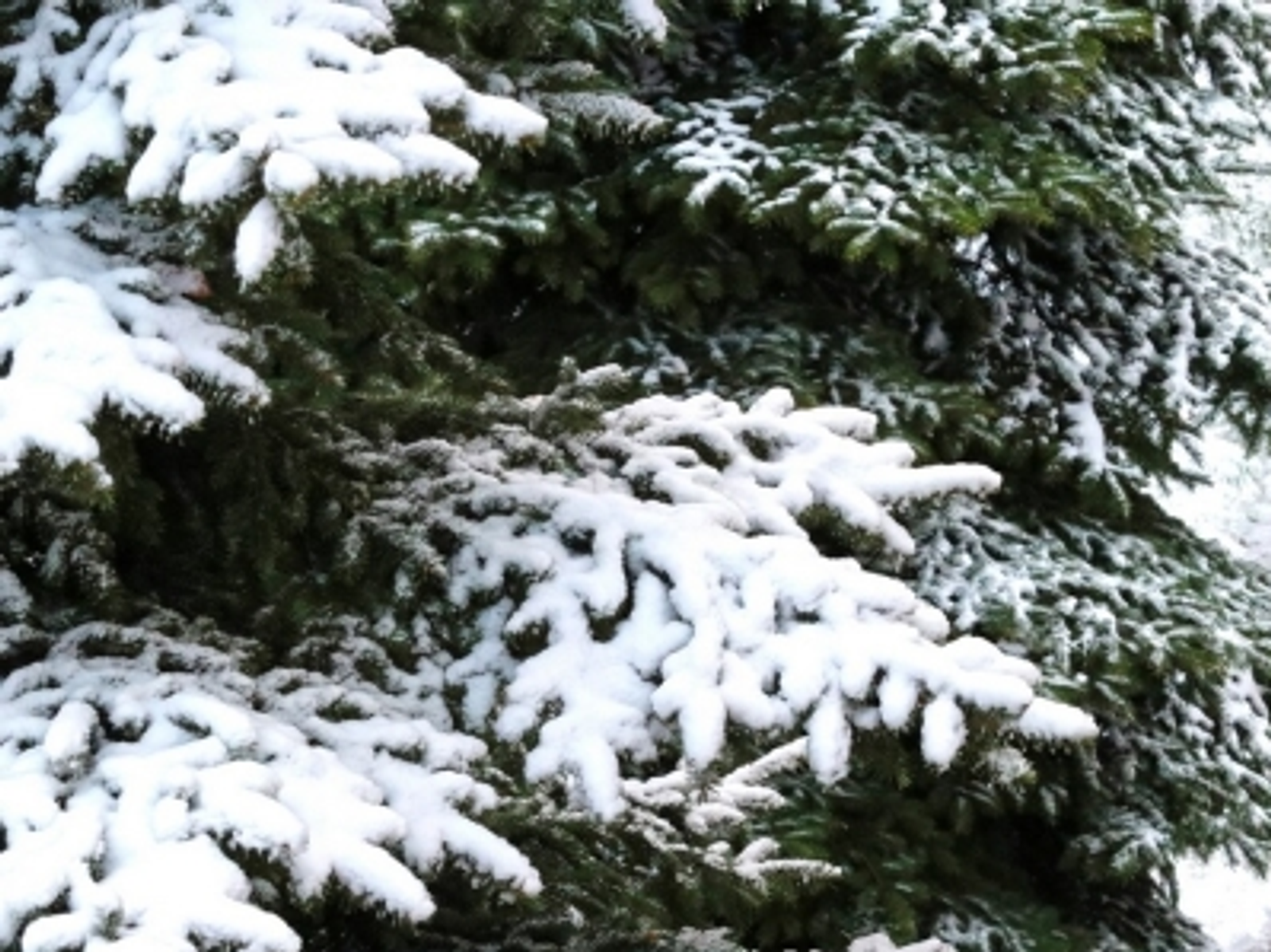 В Башкирии снова выпадет снег