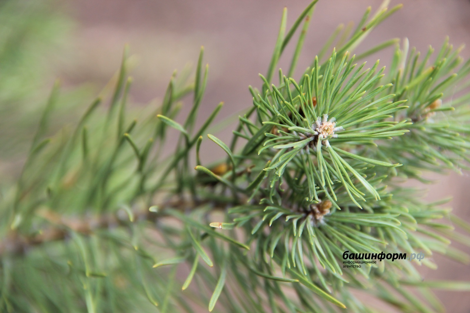 Новый тепличный комплекс появится в Башкирии