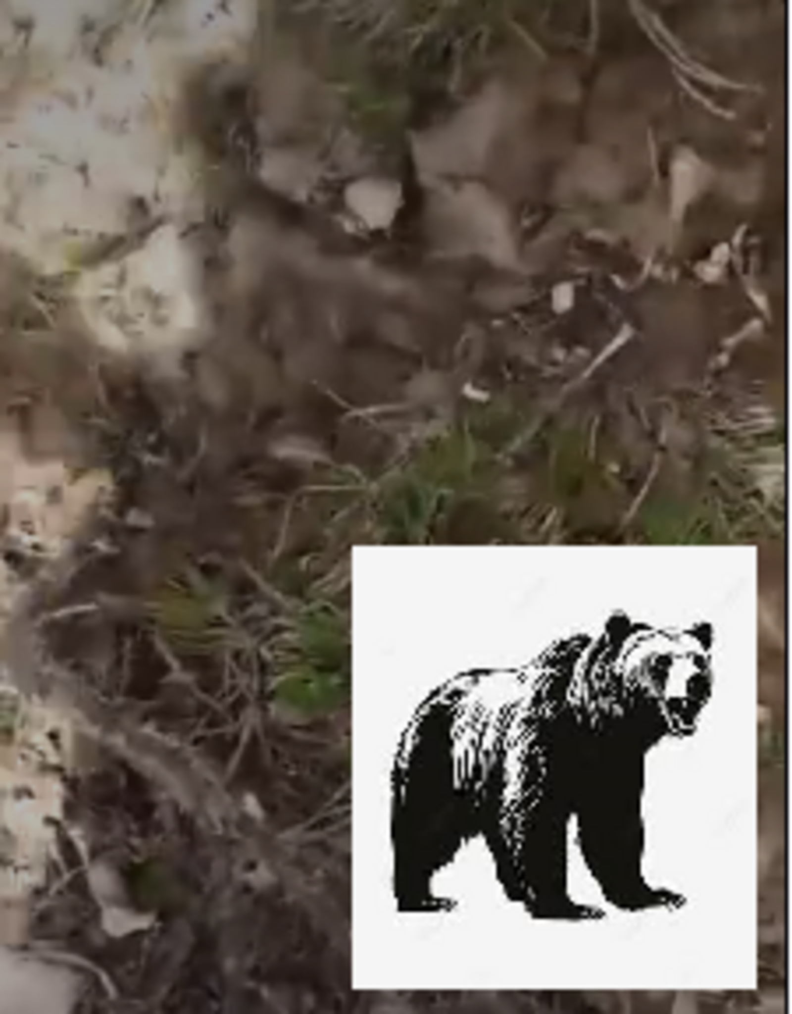 В Башкирии появился медведь-каннибал
