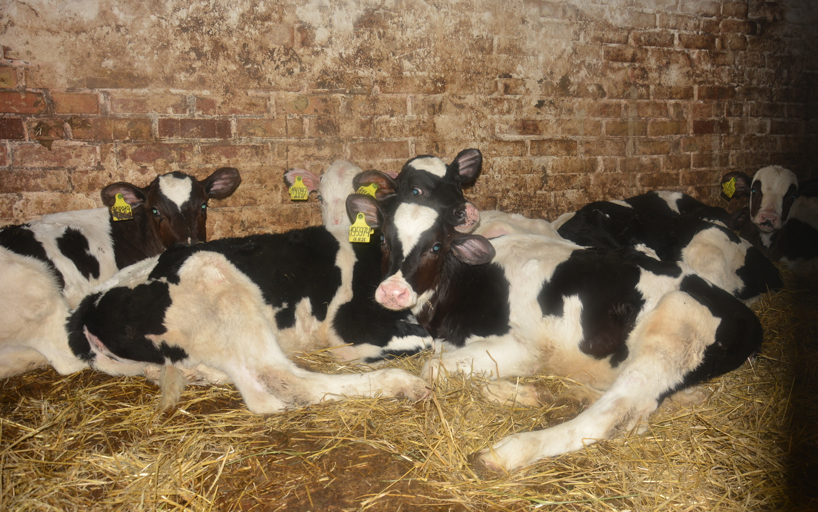 Зимовка скота в башкирском «Агро-Альянсе» идёт в штатном режиме